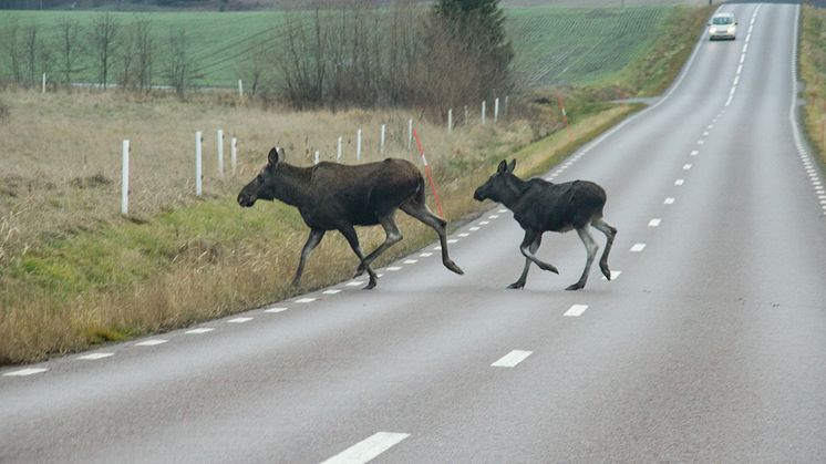 Se upp för vilda djur på Göteborgsvägarna