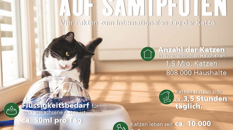 Infografik: 4 Fakten über Katzen