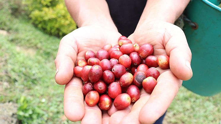​Is blockchain our missing link for a fairer, greener coffee trade?