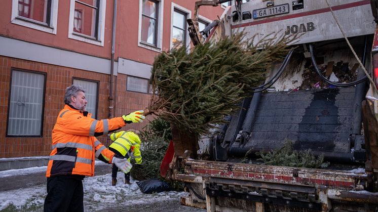 42 271 juletrær – hjelp oss å finne resten
