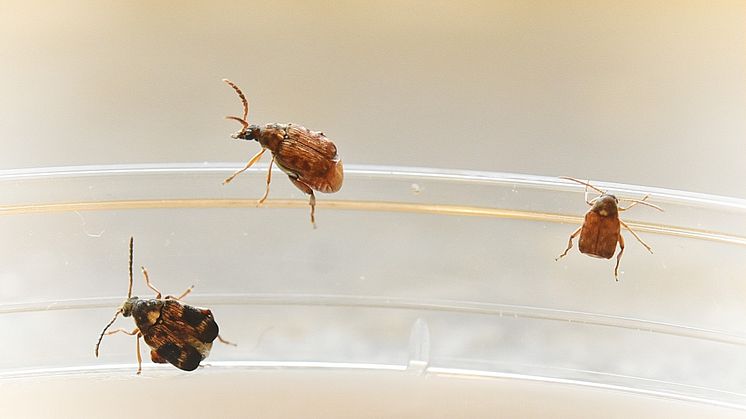 Sexual size dimorphism under selection