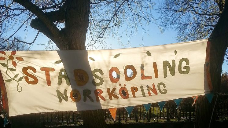 Urban odling växer i Norrköping