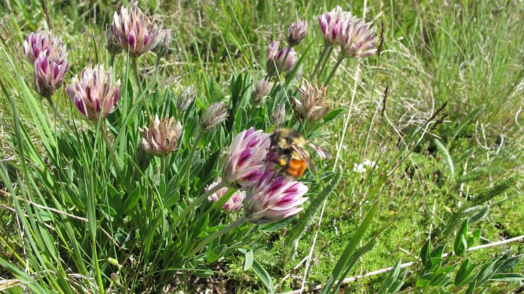Bombus incognitus eller Bombus sylvicola