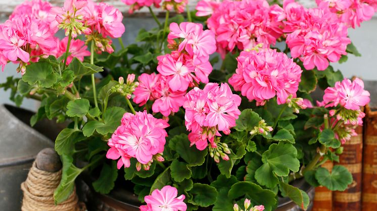 Pelargonium x hortorum ’Maria Dangel’ på inslagsbordet