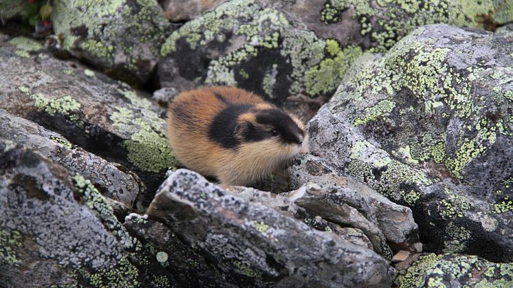 Fjällämmel