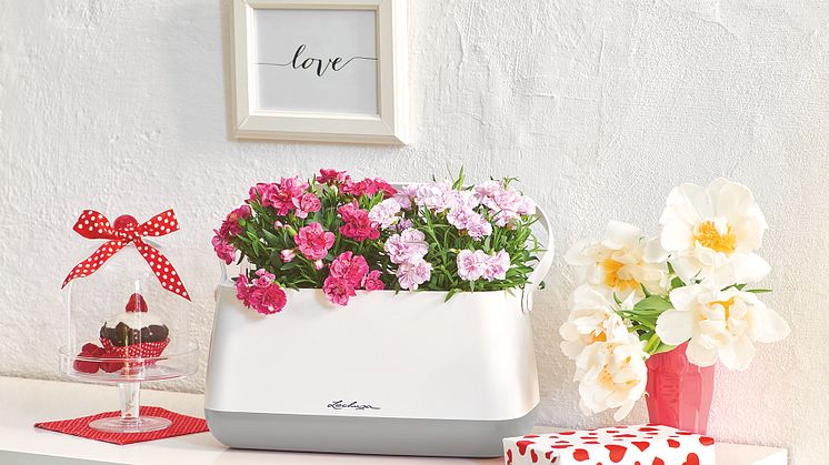 Ob Muttertag, Geburtstag oder als Dankeschön für eine Einladung – die große Pflanztasche, das Pflanzgefäß und die passende Gießkanne sind genau das richtige Geschenk für alle, die Wert auf schicke Accessoires und glückliche Zimmerpflanzen legen.