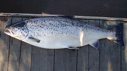 Öring och lax från Vänern behöver skyddas
