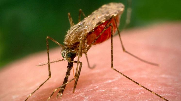 Anopheles arabiensis. Foto: Rickard Ignell
