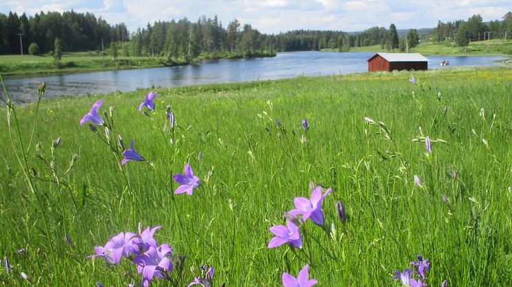 Sommaräng 