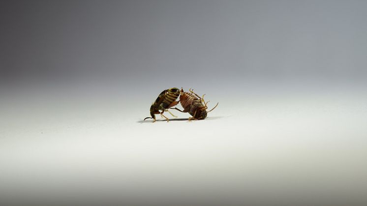 Callosobruchus maculatus mating