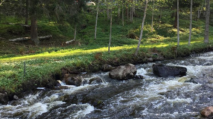 Du hittar alltid en skatt i Säterdalen