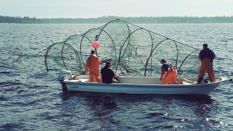HaV ger 3,7 miljoner till redskap som skyddar fisken från sälskador