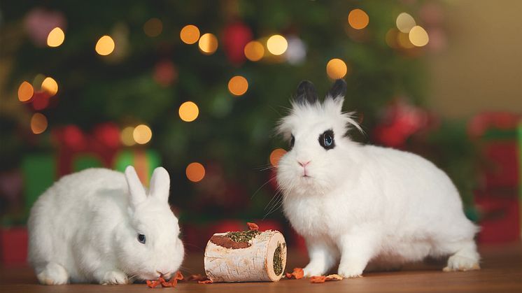Tiere sind kein Weihnachtsgeschenk