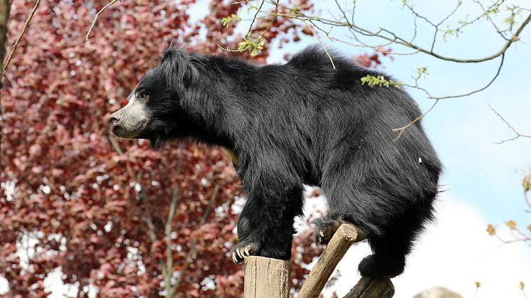 Zoo Leipzig - Lippenbärenweibchen in der Lippenbärenschlucht 