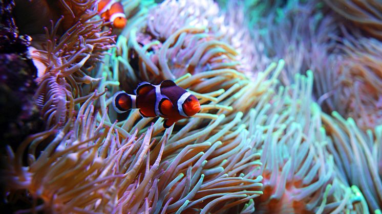 Aquarium im Zoo Leipzig - Clownfisch