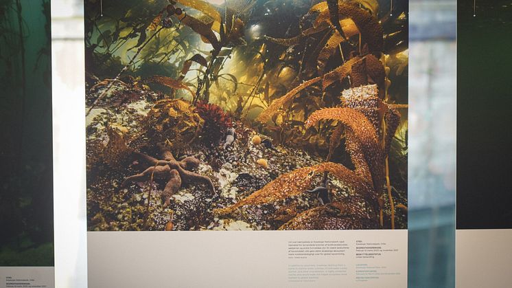 Pristine Seas presse_5_Fotograf_Ida Johansen.jpg