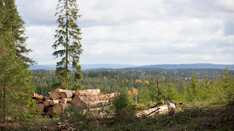 SM i skog arrangeras på SG/SödraViken