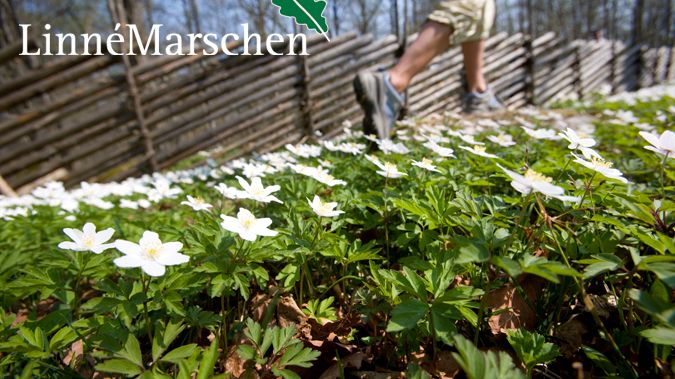 Nu öppnar anmälan för den 39:e Linnémarschen