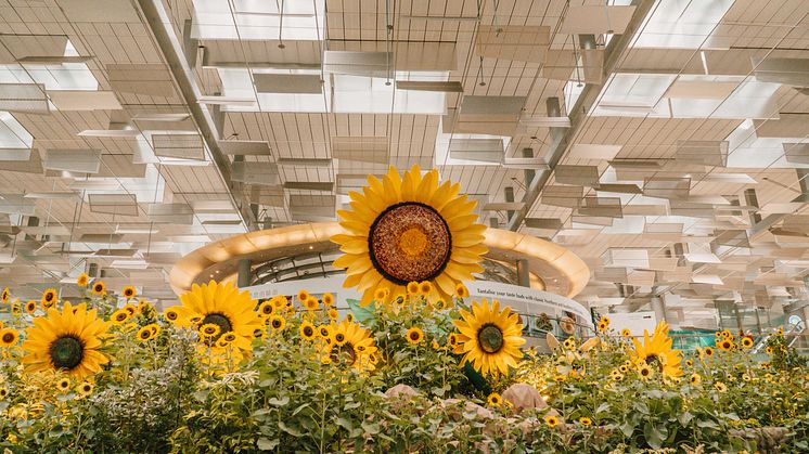 A distinctive eight-metre-tall sunflower topiary sculpture at Terminal 3 Departure Hall adorned with over 1000 sunflowers, offers a vibrant welcome spot for visitors