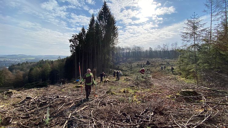 BPW pflanzt mehr als 30.000 Bäume im Bergischen Land