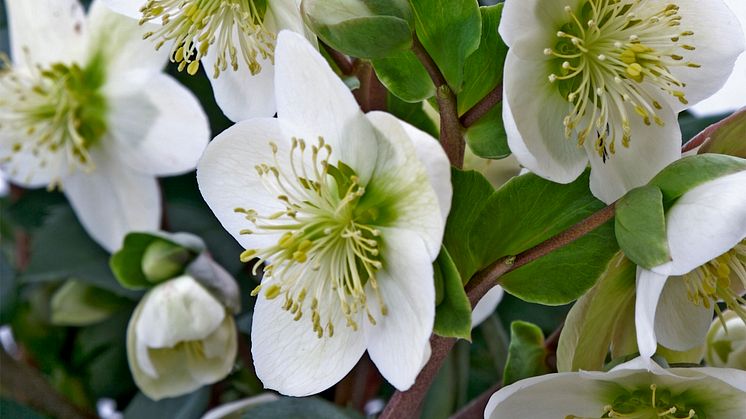 Julros helleborus orientalis