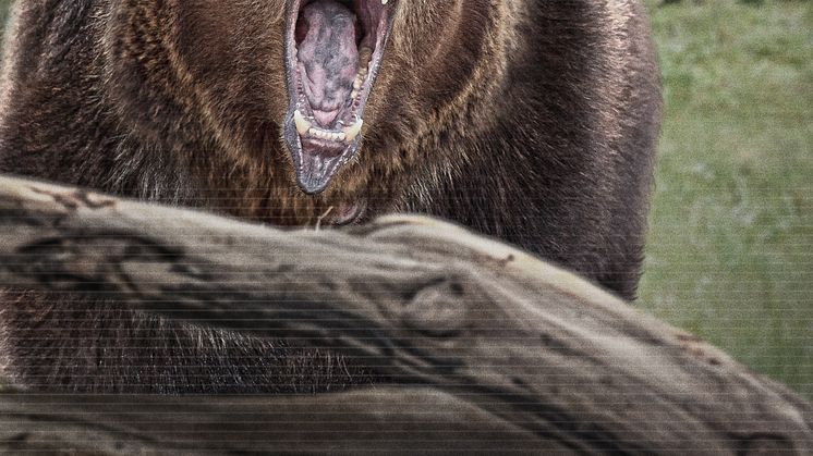 AE_Nature_Gone_Wild_2400x3600_FIN
