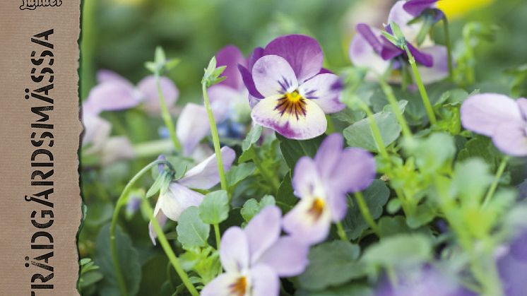 Tjuvstarta våren hos Blomsterlandet i Varberg