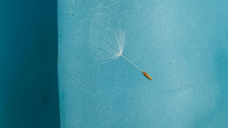 Nina Canell, Dolphin Dandelion (detalj), 2017