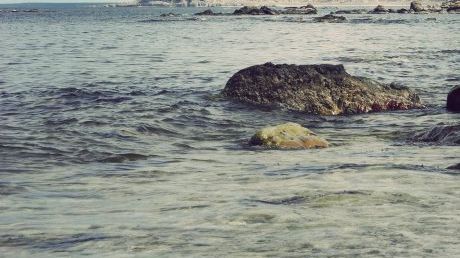 "Skarpsillsprojektet" gav viktig kunskap om ekosystemet i Östersjön