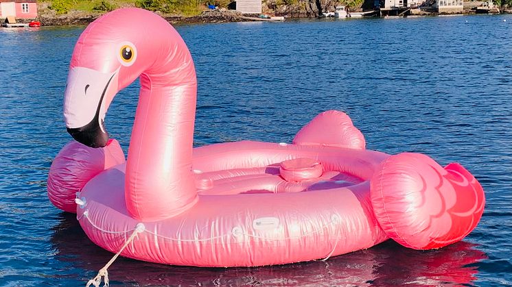 Flamingo på avveie_Foto Gjensidige.jpg
