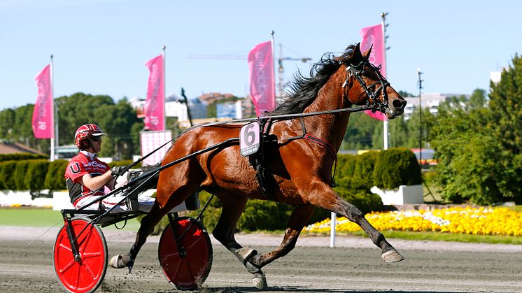 Pastore Bob kvalificerade till Elitloppet 2018. Foto: Maria Holmén/TR Bild