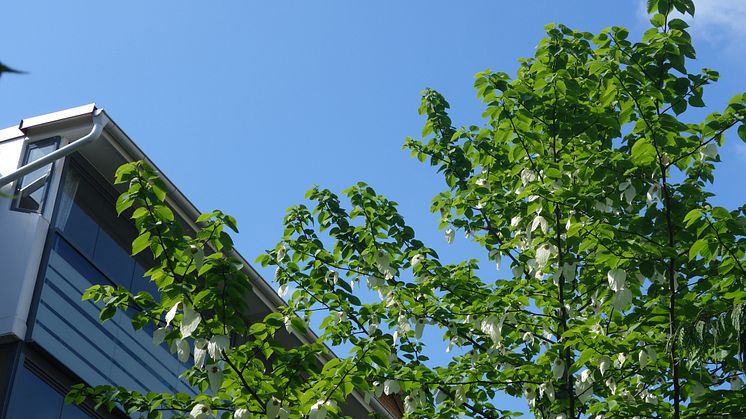 Poseidons näsduksträd vid Olskroksgatan 14