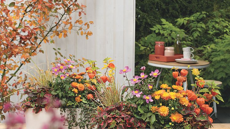 BALCONERA COLOR bepflanzt mit gelb-orangen Chrysanthemen, Sonnenhüten, Herbst-Windröschen und zarten Gräsern sorgt für eine gemütliche Stimmung und lädt dazu ein, die Outdoor-Saison noch lange zu genießen.