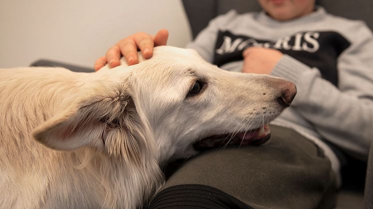 7-åriga vita herdehunden Dis har utsetts till Årets sociala tjänstehund. Foto: Urban Brådhe 