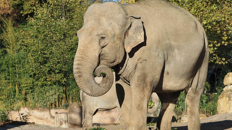 Elefantenkuh Saida auf der Außenanlage - Foto Zoo Leipzig