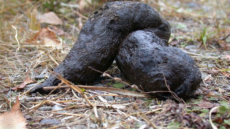 Vargspillning
