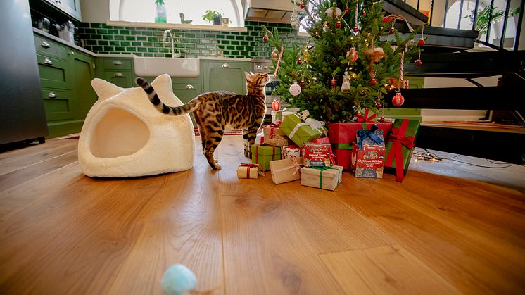 Katt og juletre