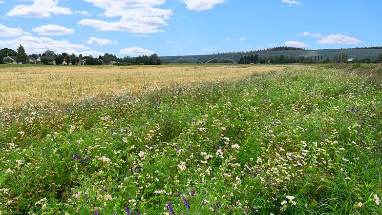 Blommande åkerkanter hos mjölkbonden Stellan Strand i juli 2021.