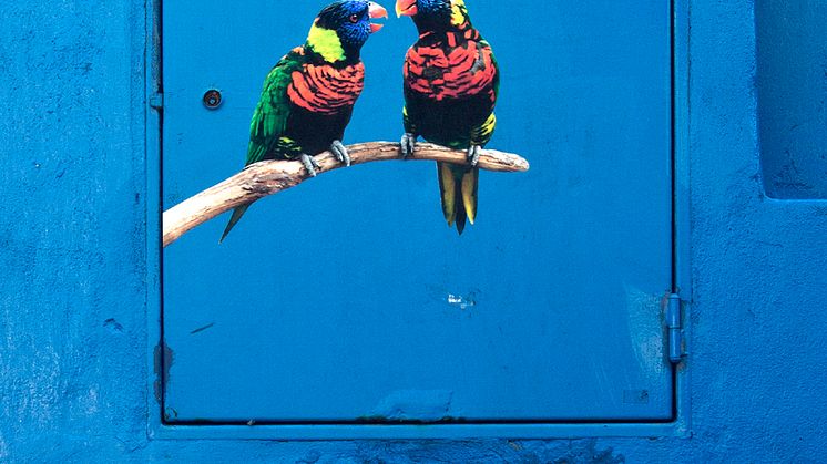 Erik Berglin_The Bird Project_Trichoglossus Haematodus, Calle Gervasio Espinosa, Buenos Aires_2006 - 2017