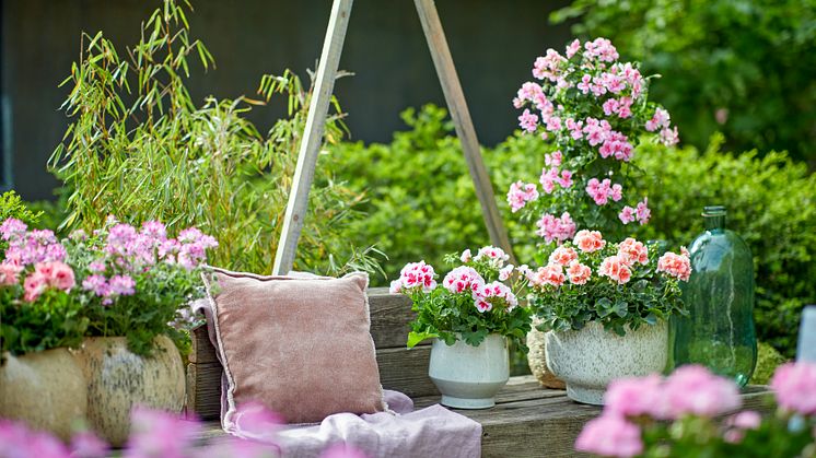 Semesterkänsla hemma! Foto: Blomsterfrämjandet/Pelargonium for Europe
