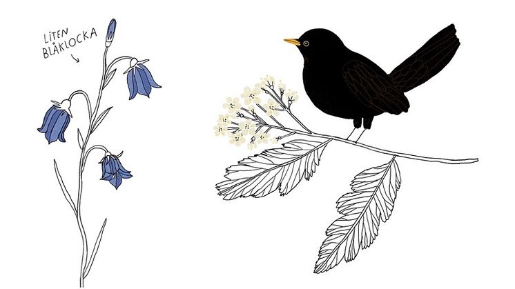 Illustrationer: Maja Säfström