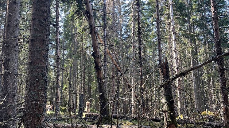 skelettskog.jpg