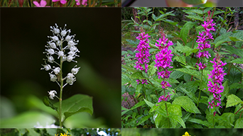 Nationalblomma_2x3_1_5