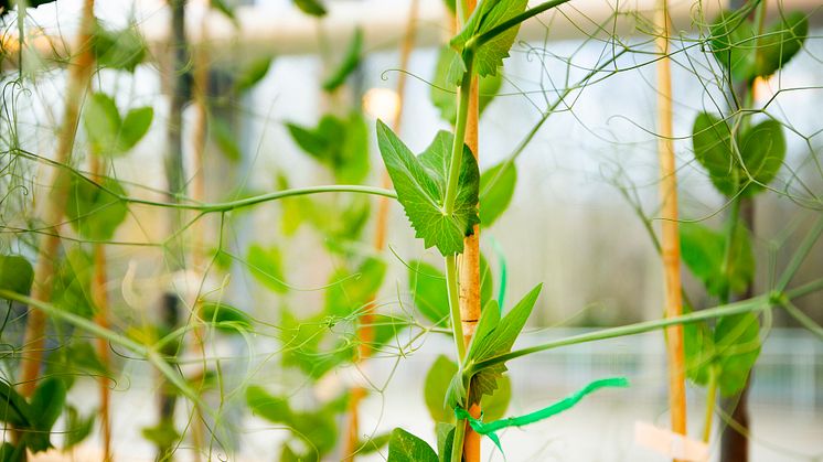 Närbild ärtplantor växthus.