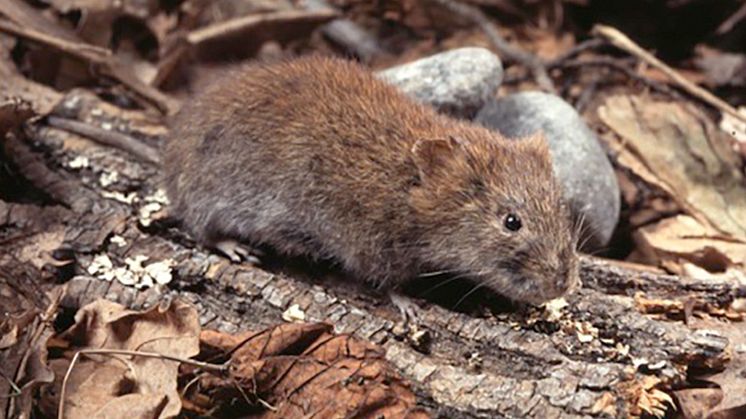 Bank voles (Myodes glareolus)