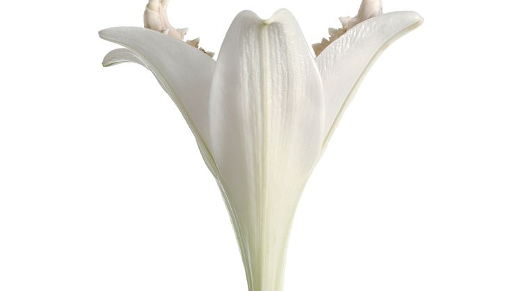 Nathalia Edenmont - Lily, 2007