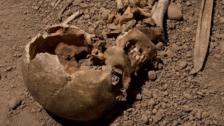 Skelett från man som kopplas till den skandinaviska stridsyxekulturen som uppstod för ungefär 5 000 år sedan. DNA från denna individ analyserades i studien. Foto: Jonas Karlsson, Östergötlands museum 