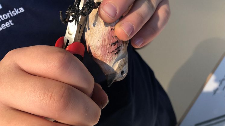 Labbet: Ringmärkning
