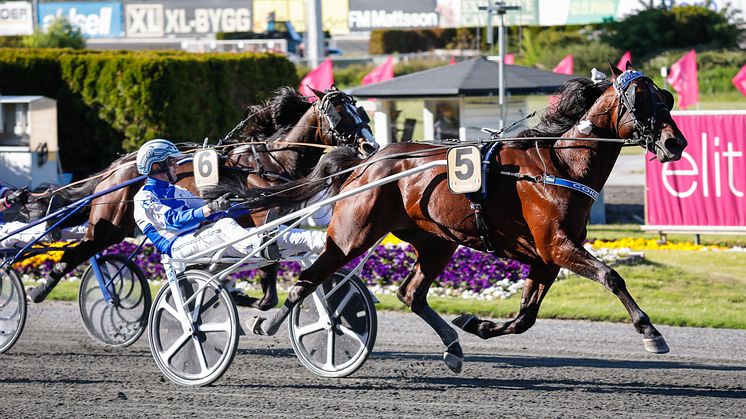 Cokstile klar för Elitloppet 2021.