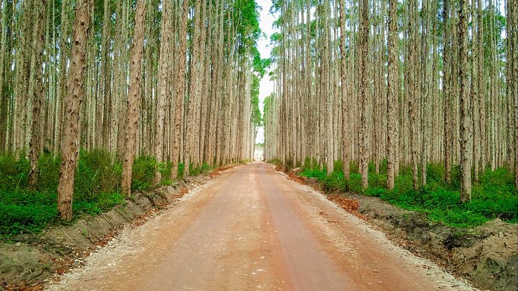 En av Brasiliens allt fler plantageskogar. Nu åker landets skogsindustri till Elmia Wood 2017 för att hitta den senaste tekniken för rationell skötsel och avverkning. Foto: Malinovski